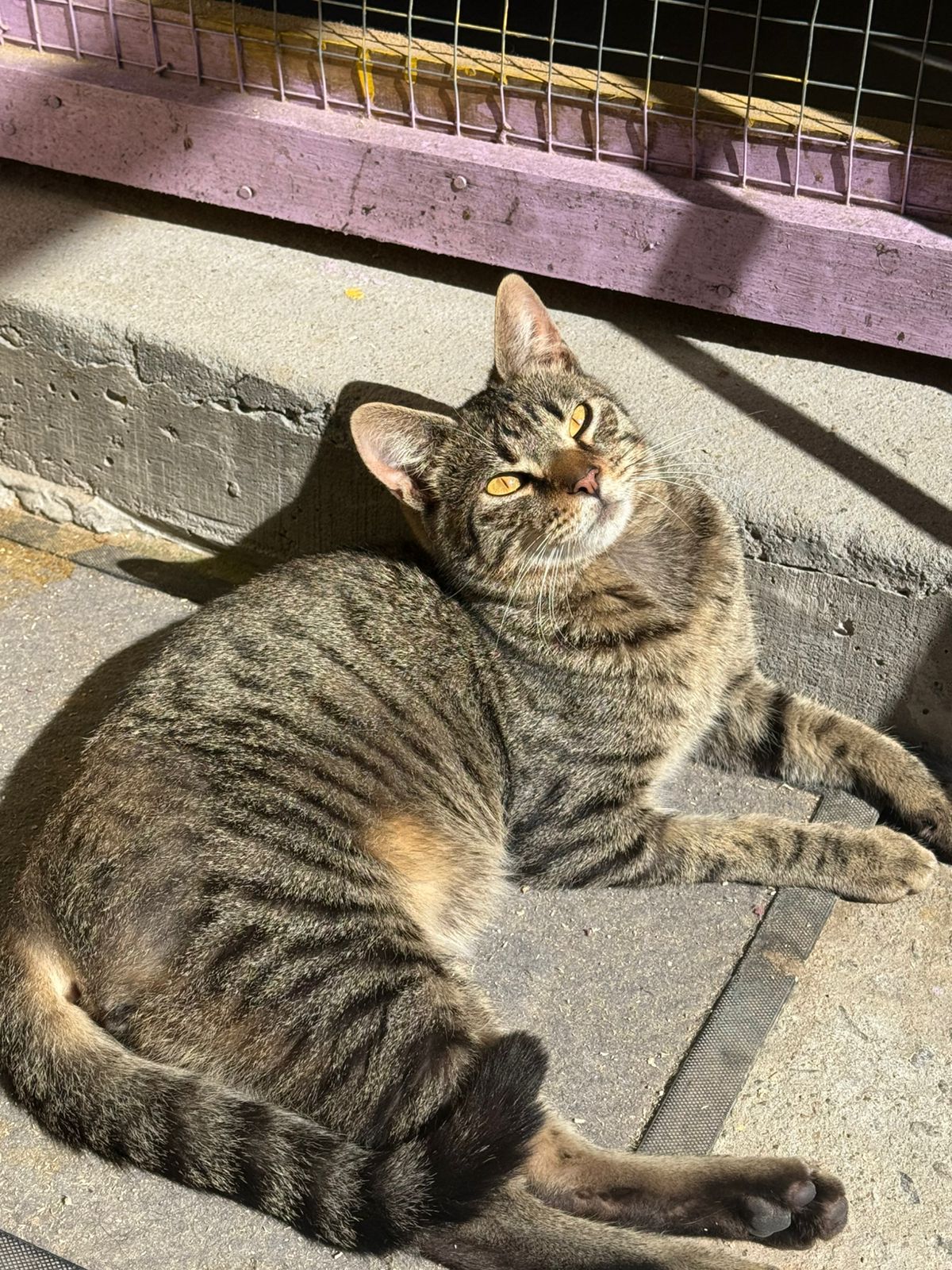 Lisianto
